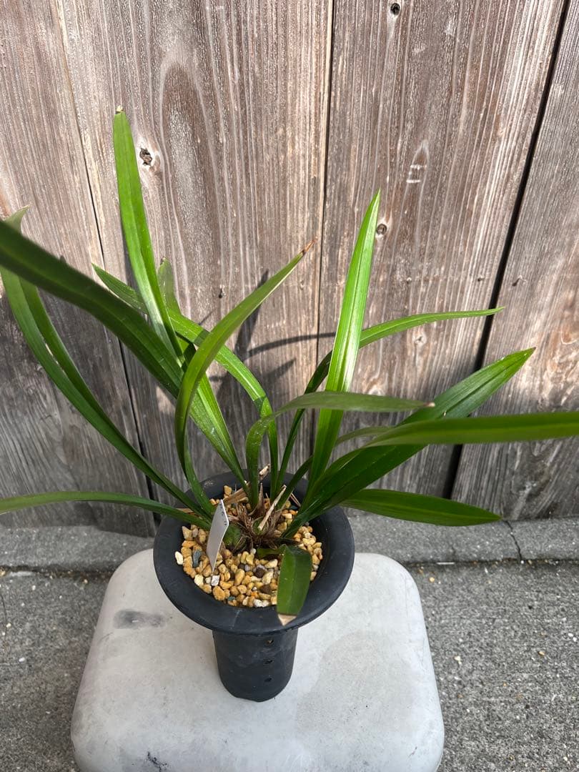 日向寒蘭銘品『日向王』成木　寒蘭　春蘭　東洋蘭