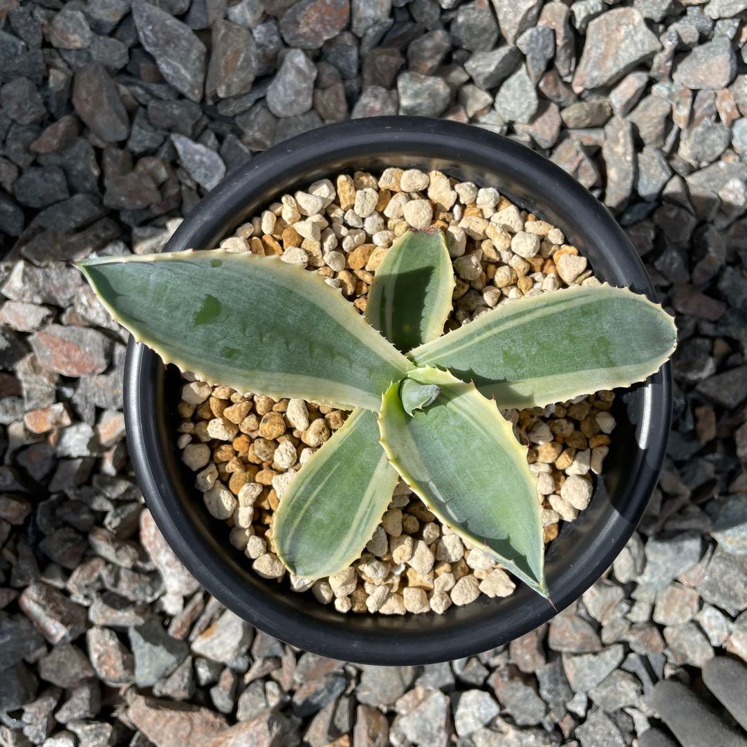 アガベ　リップルエフェクト