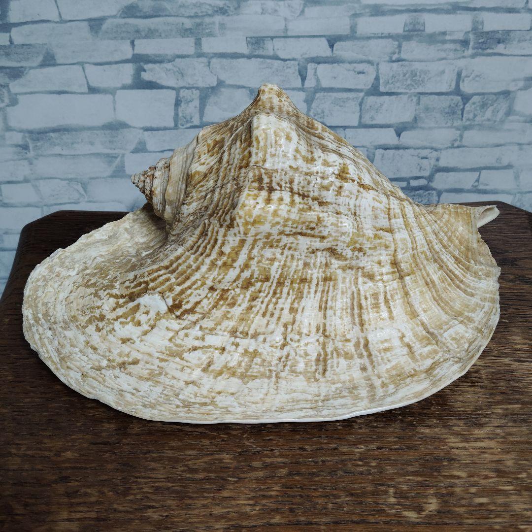 【希少・大型29cm】ブラジル産 ホラガイ 貝殻 天然石 インテリア 標本