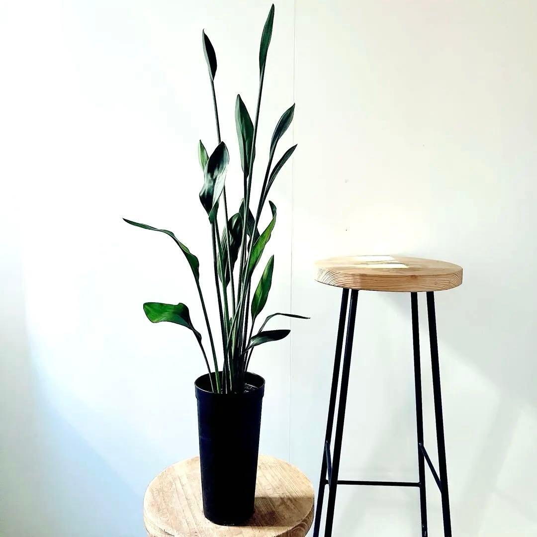 ストレリチア ノンリーフ 希少な二株植え‼️ 観葉植物