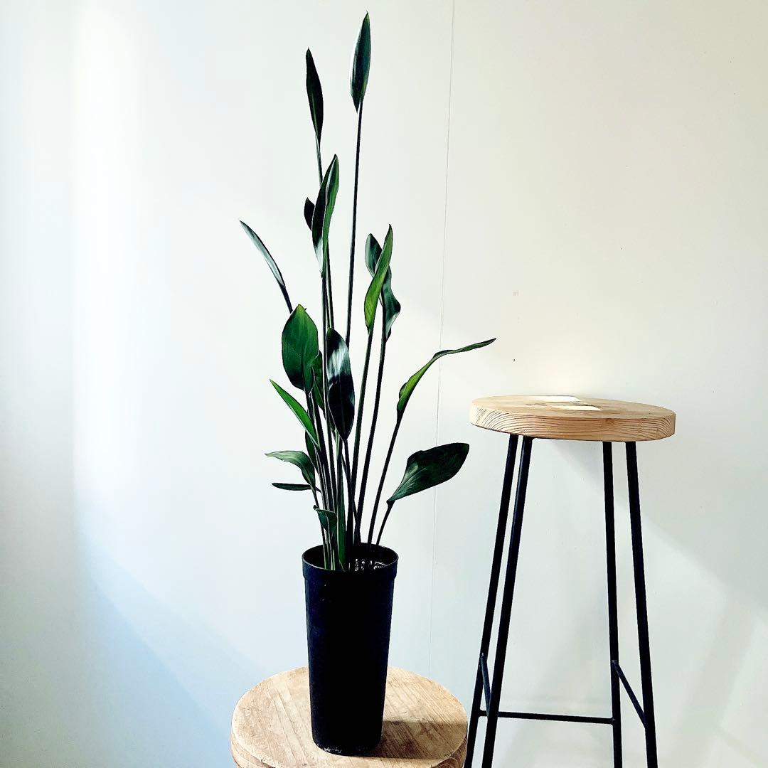 ストレリチア ノンリーフ 希少な二株植え‼️ 観葉植物