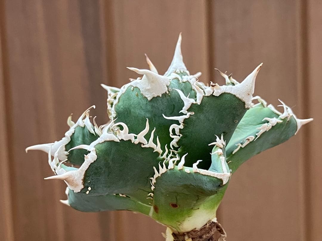 イ*オ様 【初売りオークション】63 特選　サイズ大　アガベ　白豪刺　TC