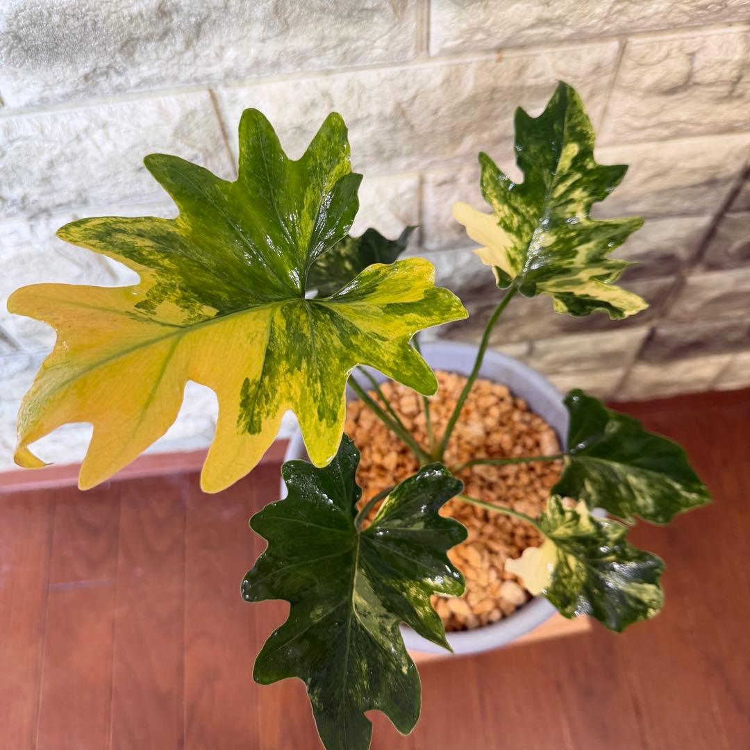 極斑　フィロデンドロン セローム トリカラー ミント斑入り