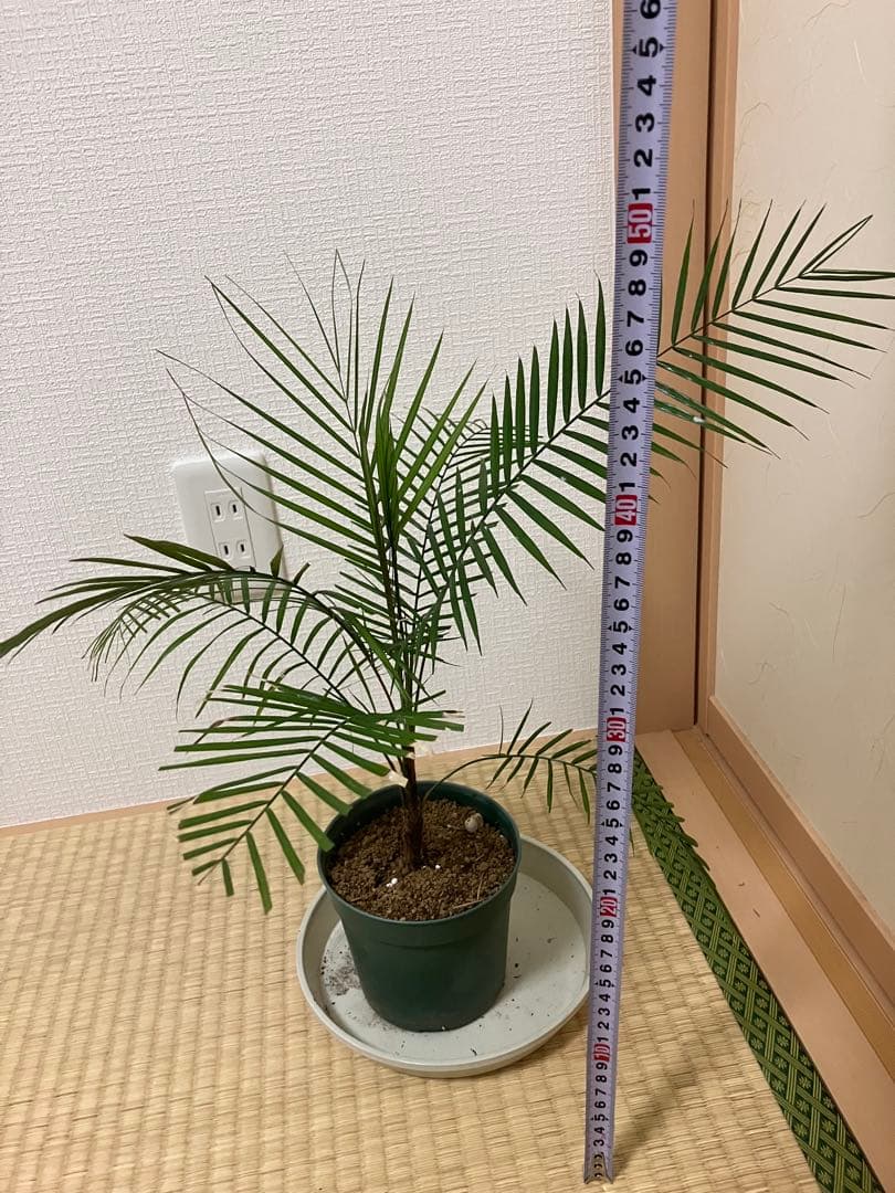 jqrfbvさん専用ヒメココスヤシ