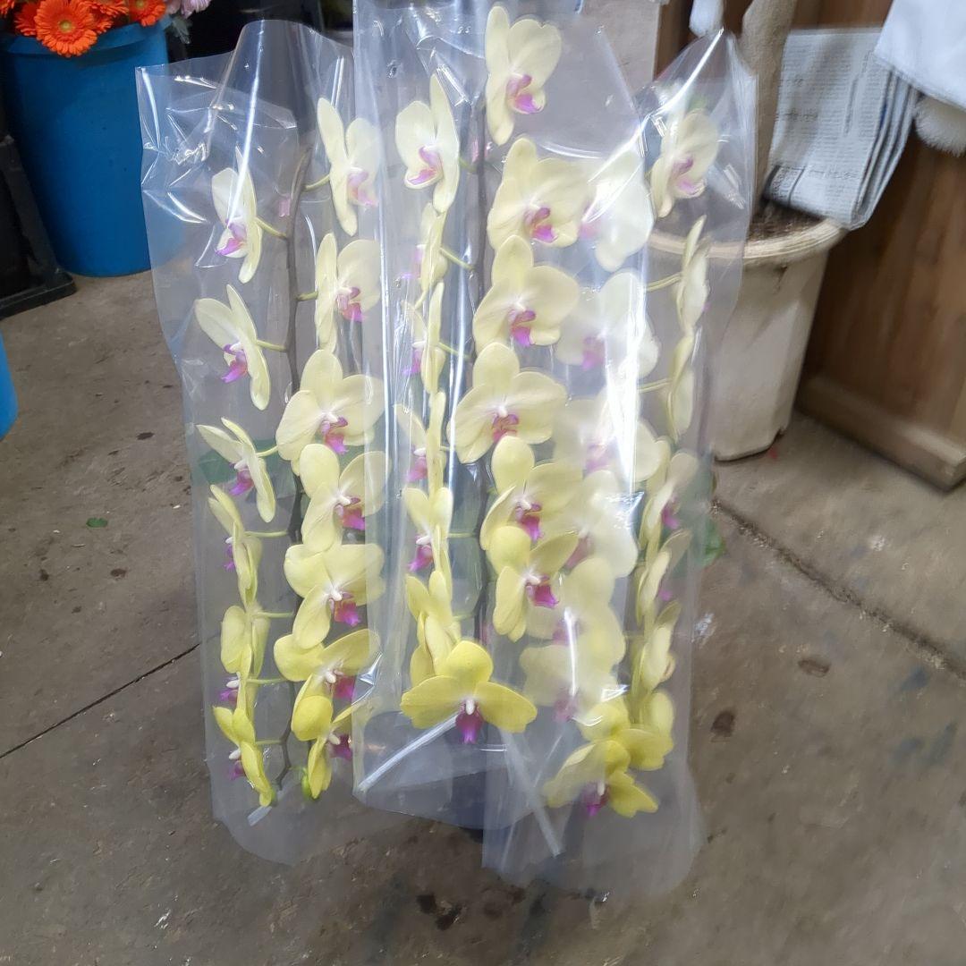 黄色胡蝶蘭3本だて写真80センチ位