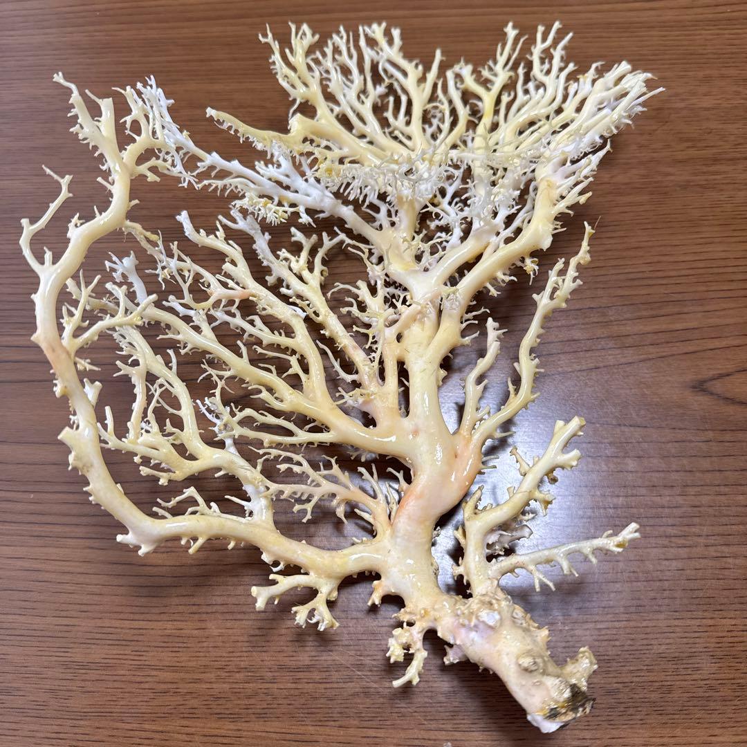 サンゴ　白　桃色　枝珊瑚