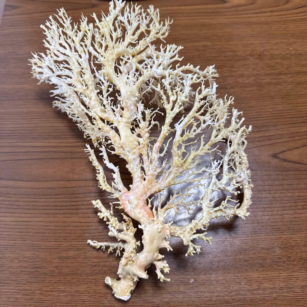 サンゴ　白　桃色　枝珊瑚