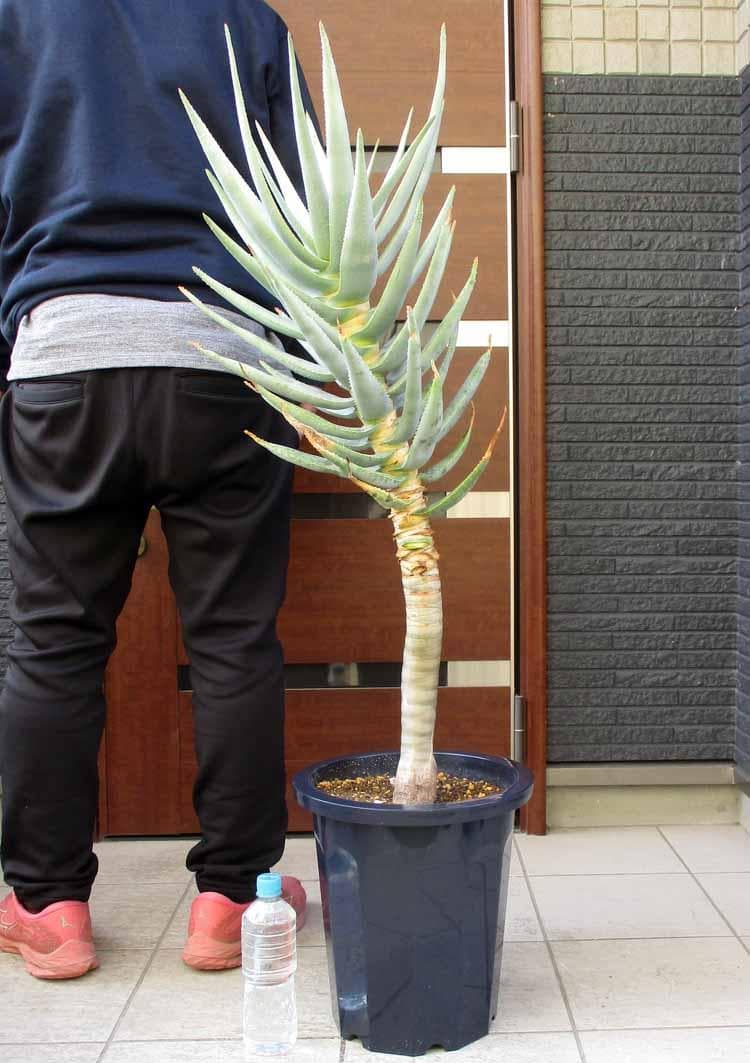 【現品】アロエ・ディコトマ（アロエ・デコトマ）10号　F7番