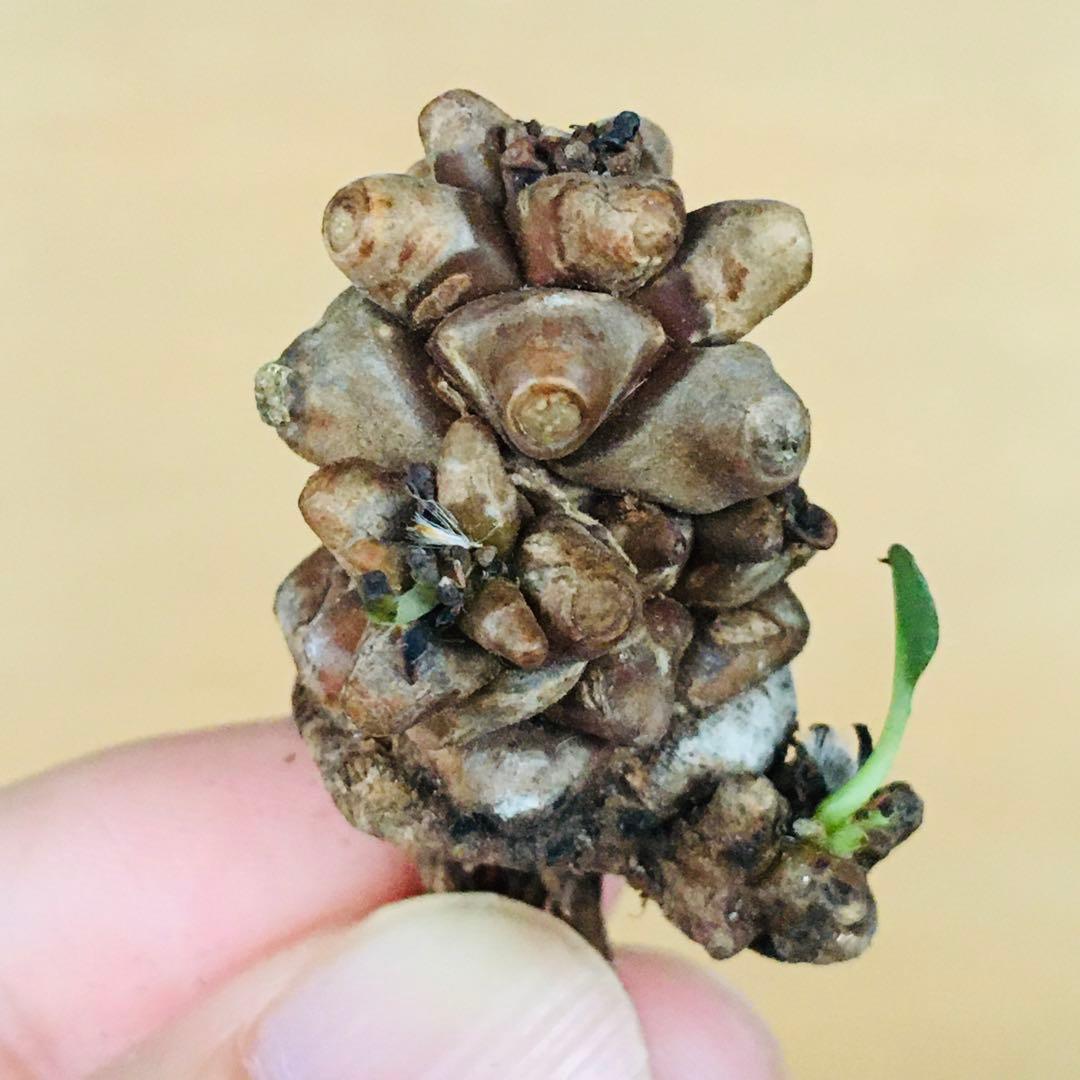 【稀少】4 オトンナ へレイ へレー TC株 塊根 コーデックス