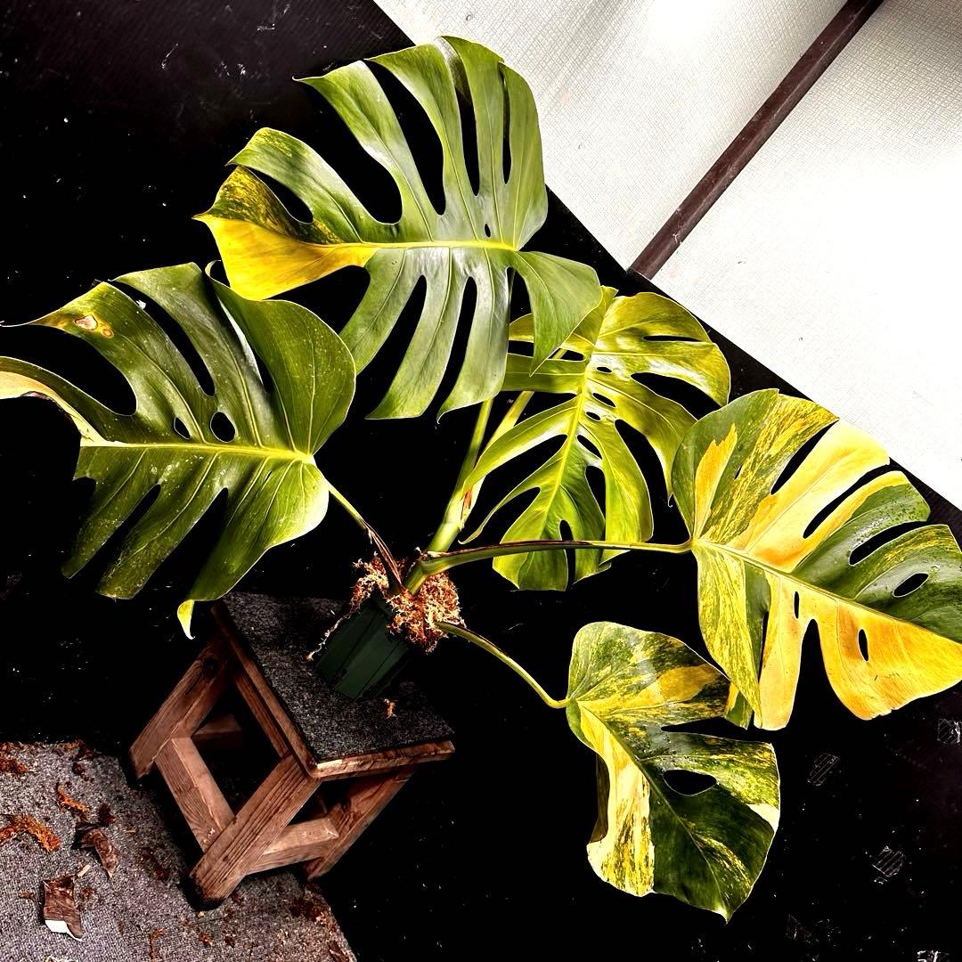 1*o様 斑入りモンステラボルシギアナオーレア黄斑4号鉢植え79cm発根済み安心