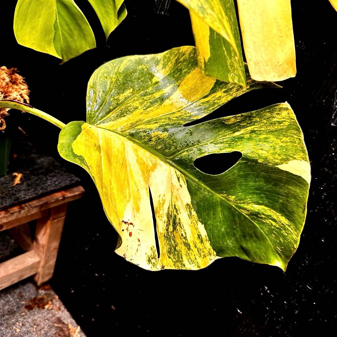 1*o様 斑入りモンステラボルシギアナオーレア黄斑4号鉢植え79cm発根済み安心