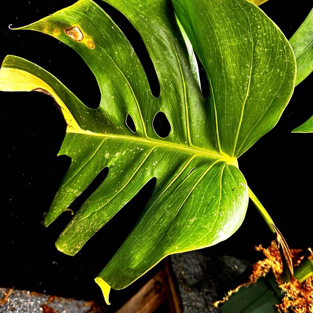 1*o様 斑入りモンステラボルシギアナオーレア黄斑4号鉢植え79cm発根済み安心