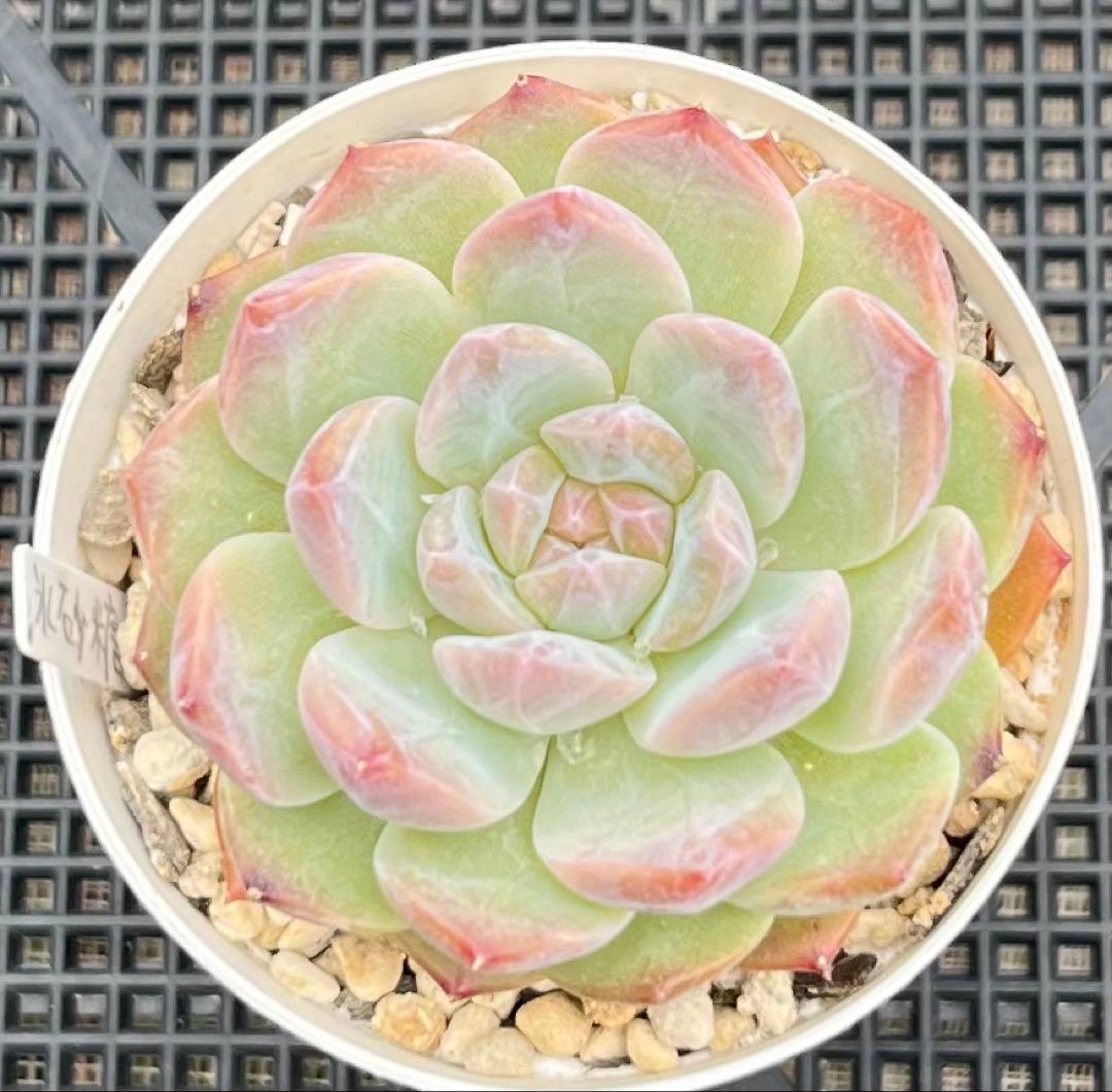 多肉植物【シュガークリスタル】（氷砂糖水晶）　抜き苗