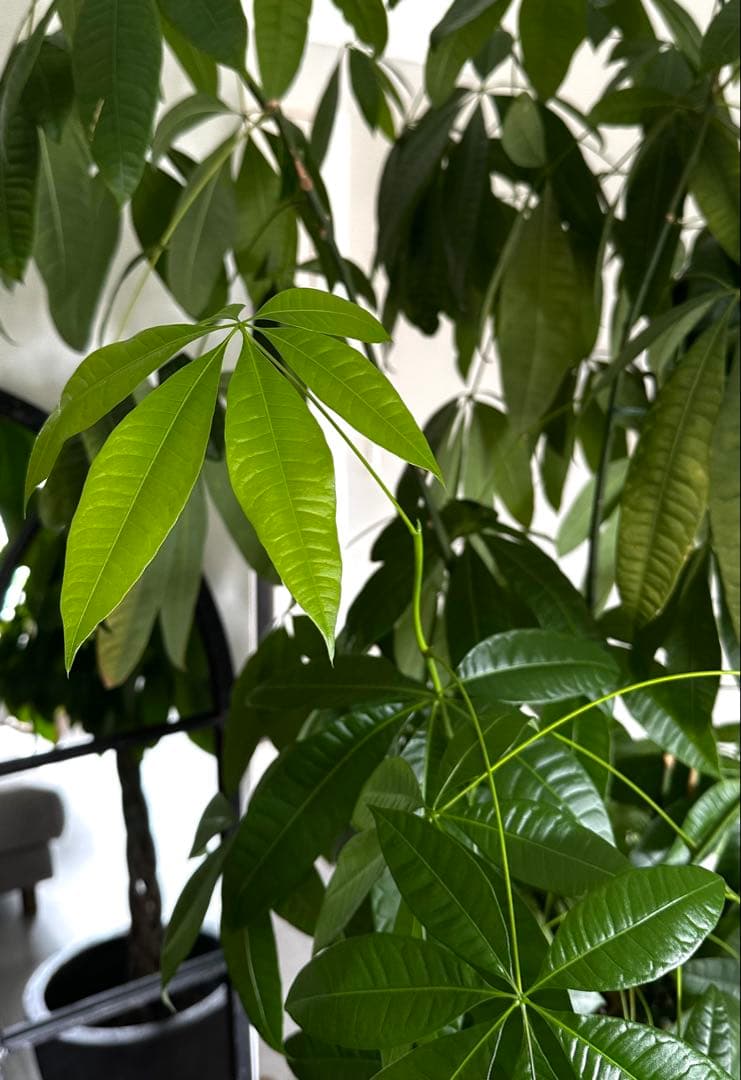 値下●引取り限定●大型　パキラ 180cm ねじりパキラ 観葉植物 植木 庭木