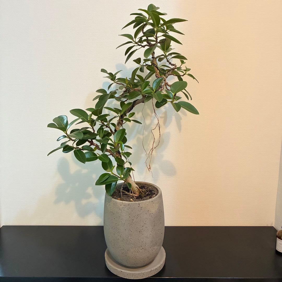 フランスゴム　曲がり　陶器鉢