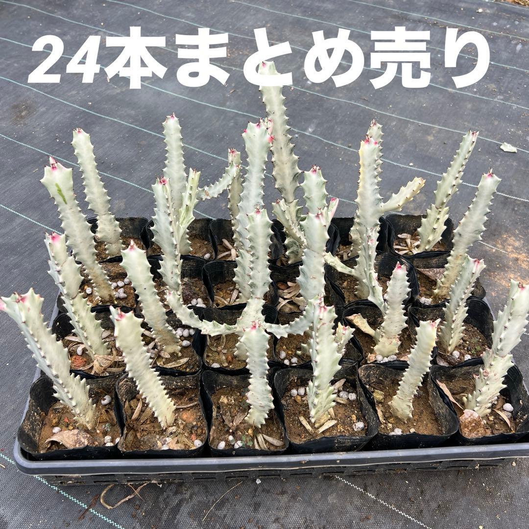 ホワイトゴースト 発根済み 24本まとめ売り