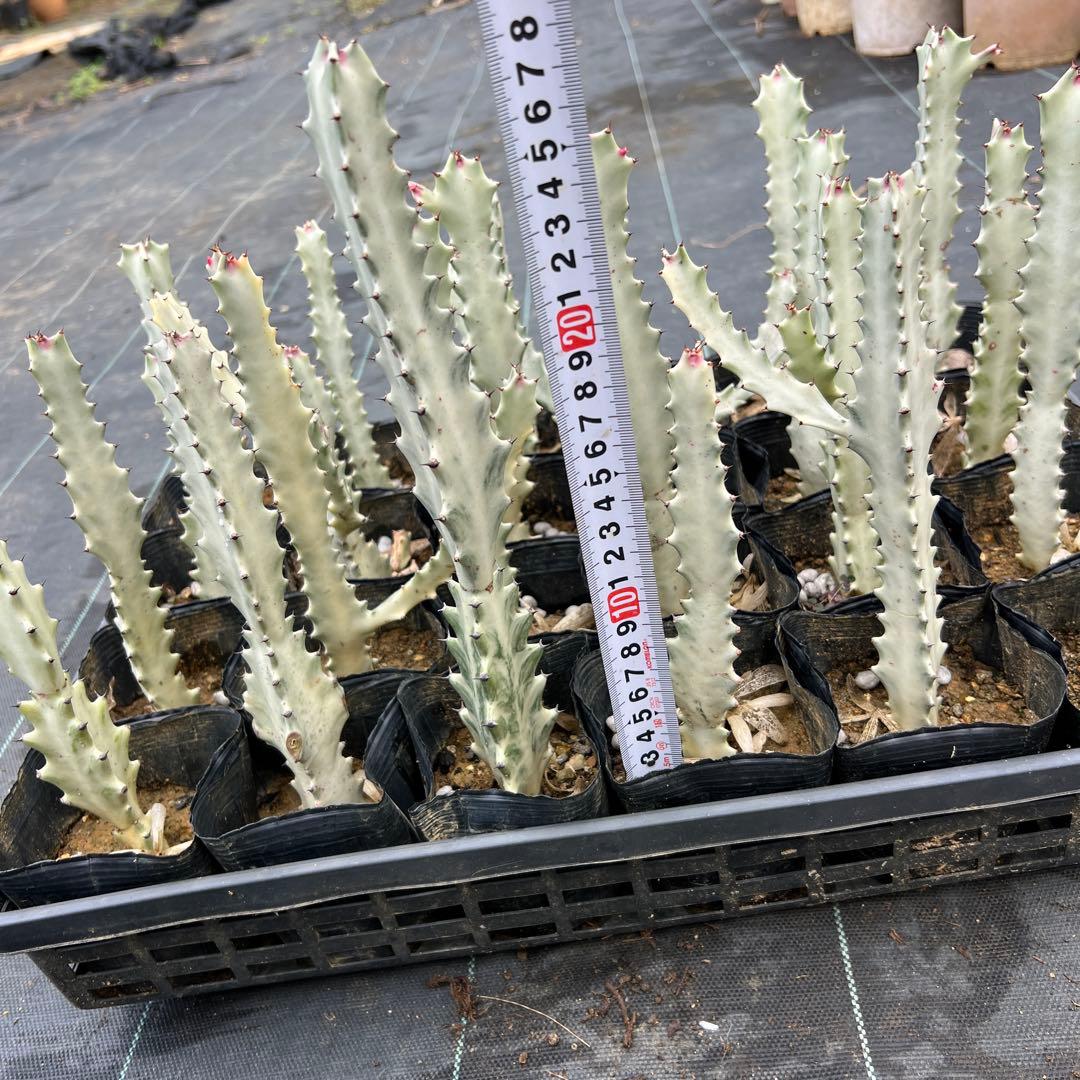 ホワイトゴースト 発根済み 24本まとめ売り