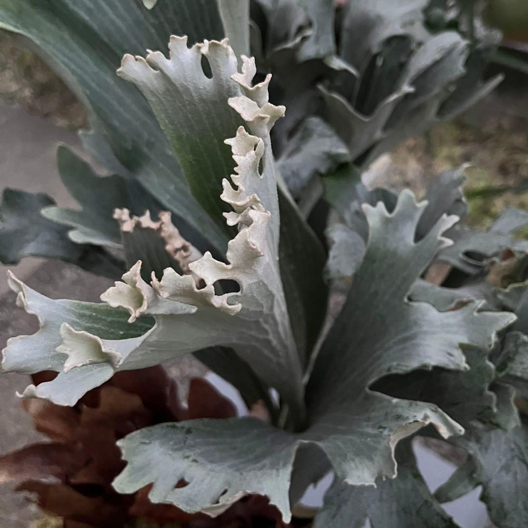 DK-6 オススメ ビカクシダ 子株 株分け 観葉植物