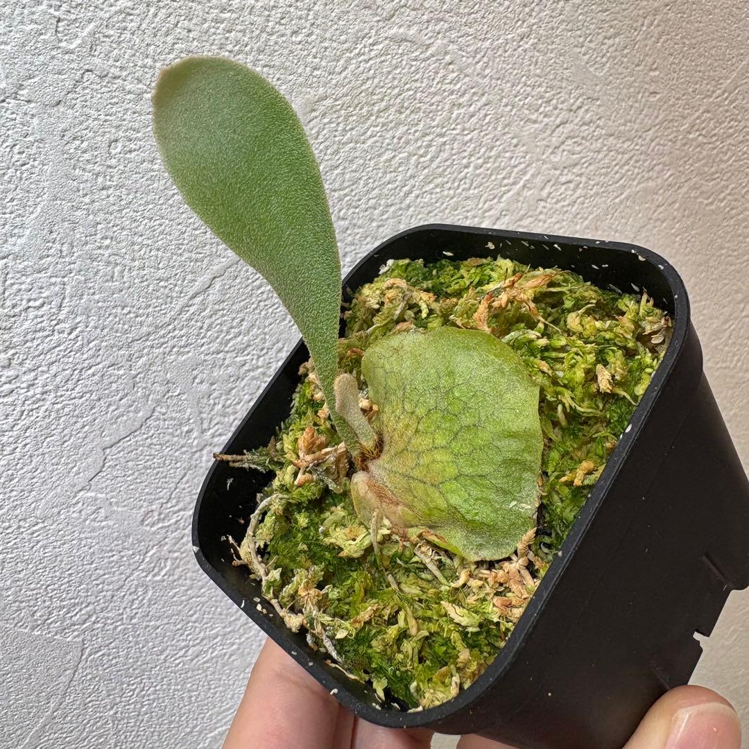 DK-6 オススメ ビカクシダ 子株 株分け 観葉植物