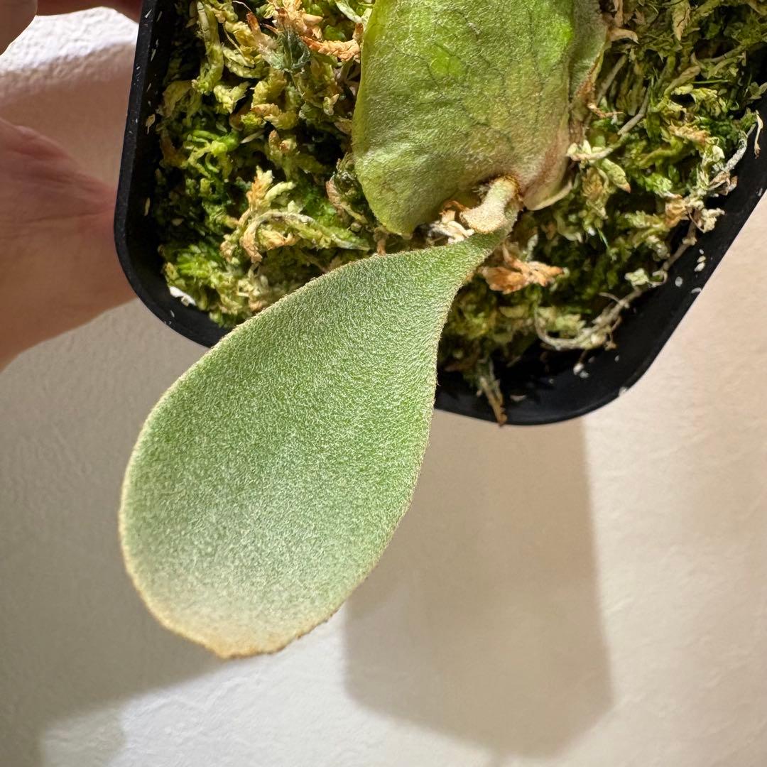 DK-6 オススメ ビカクシダ 子株 株分け 観葉植物