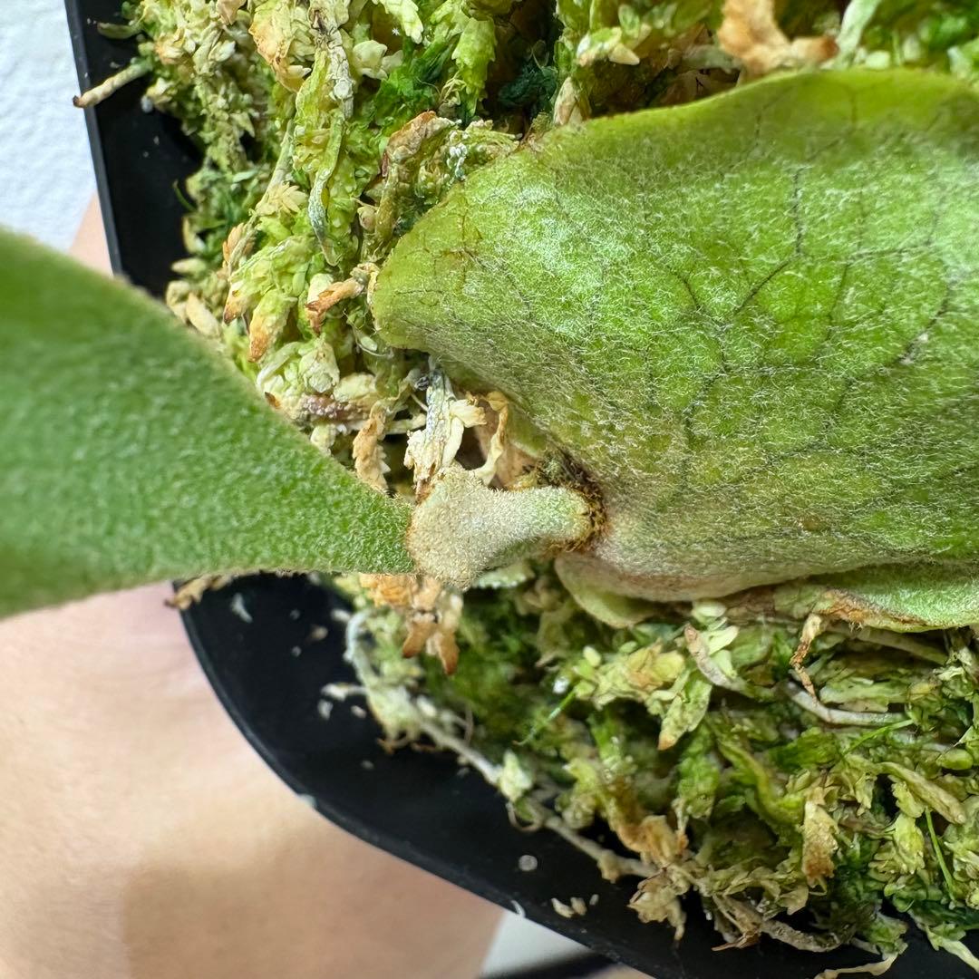 DK-6 オススメ ビカクシダ 子株 株分け 観葉植物