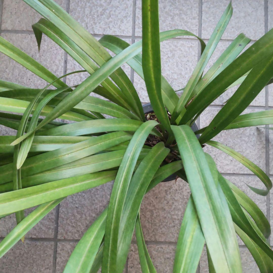 キンリョウヘン(花芽5芽付き)大株