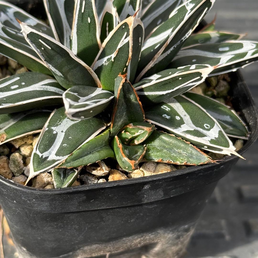 テッセラさん、専用