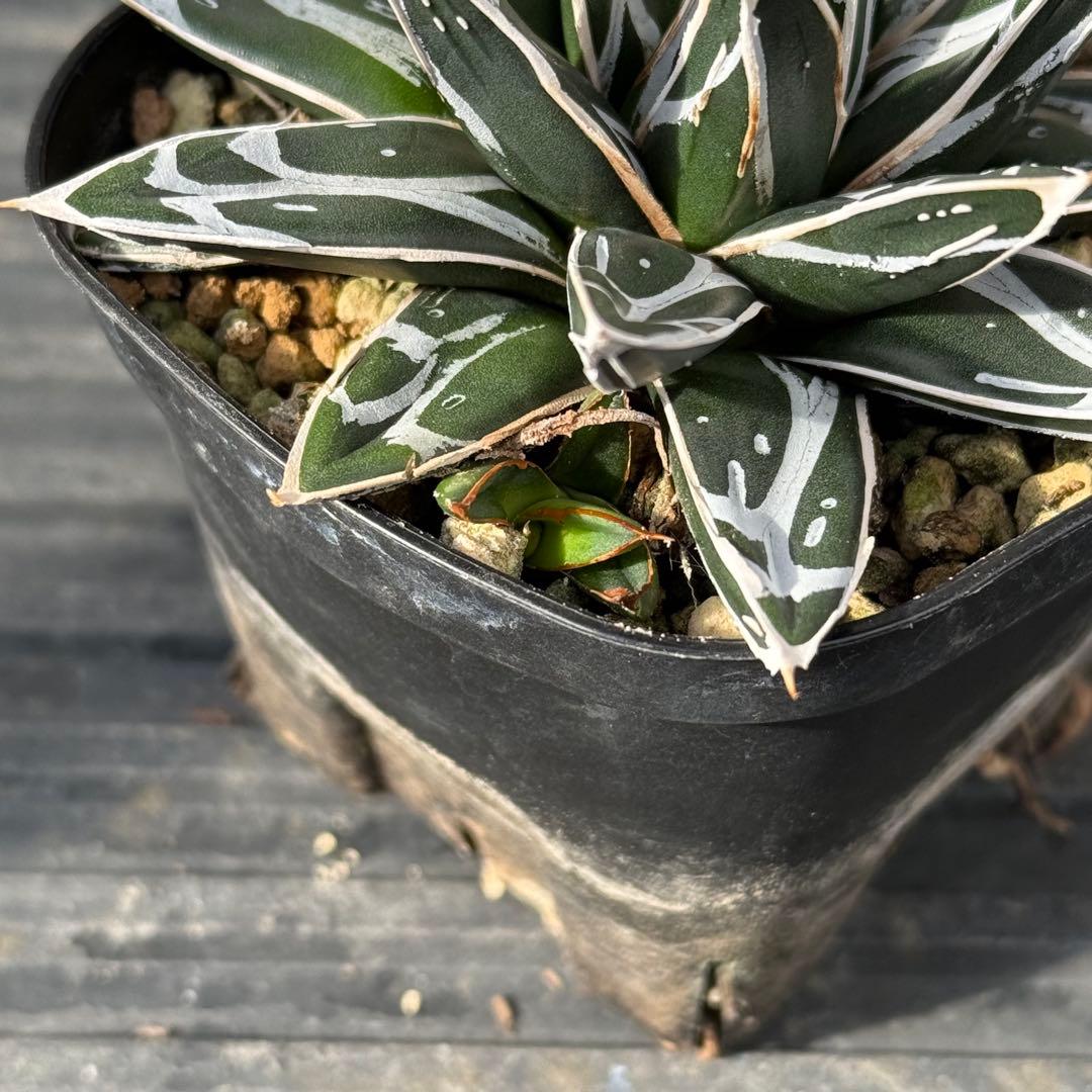 テッセラさん、専用