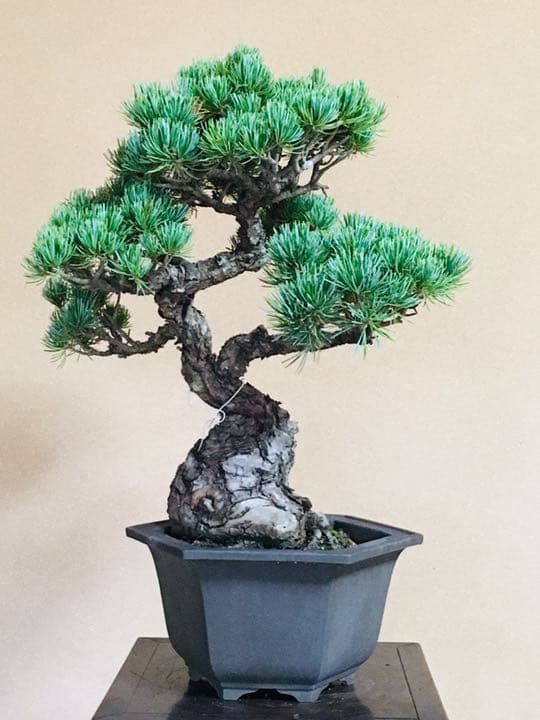 五葉松盆栽