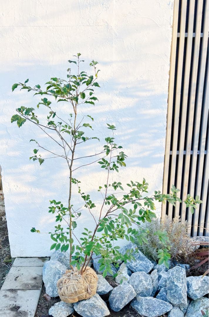 超美形。山採りソヨゴ・ヒサカキ共生株1.4M(鉢底から)