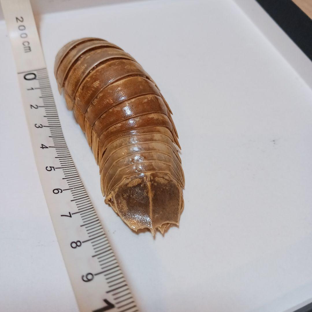 グソクムシ標本　 約8cm