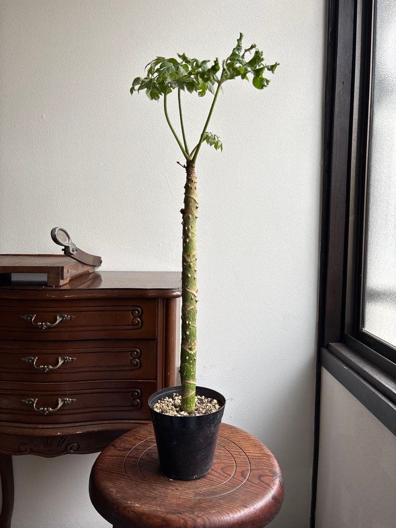 トラべシア　パルマータ　3.５号