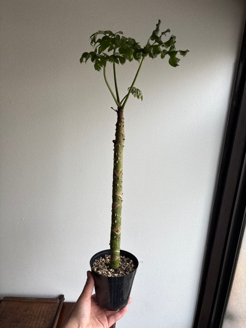 トラべシア　パルマータ　3.５号