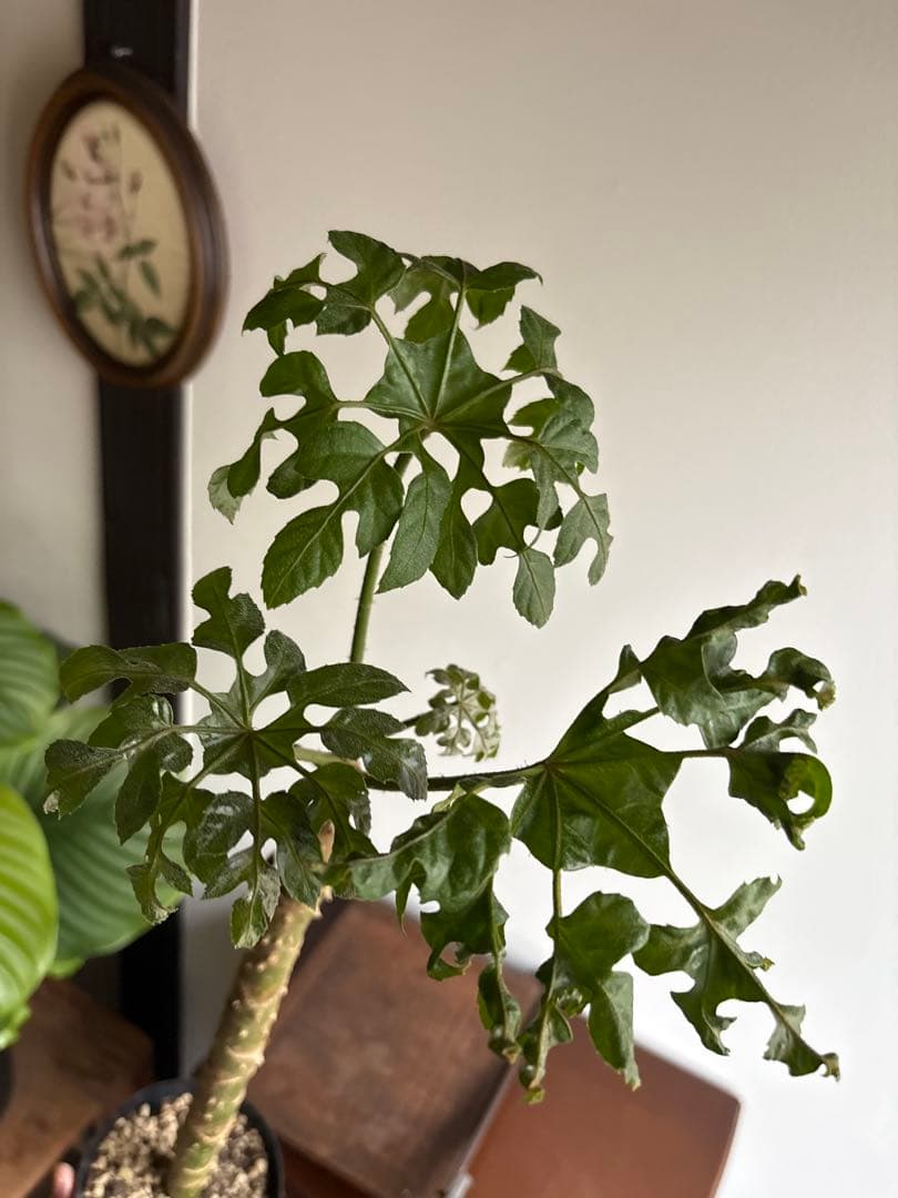 トラべシア　パルマータ　3.５号