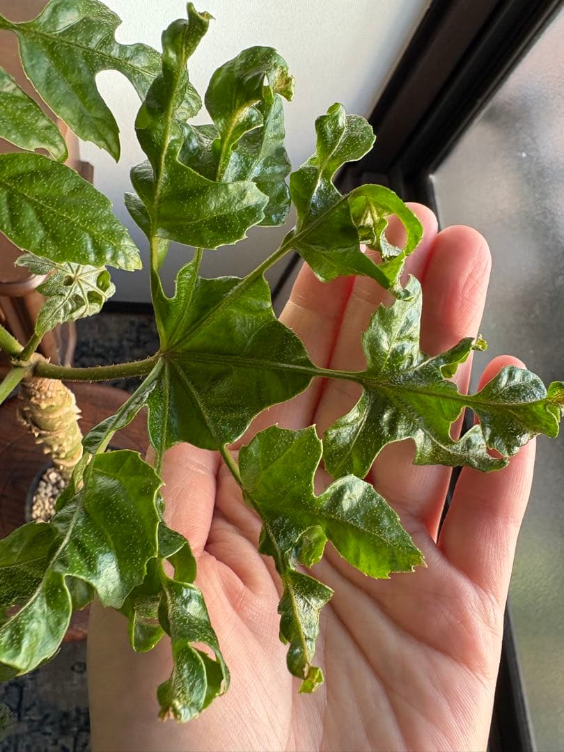 トラべシア　パルマータ　3.５号