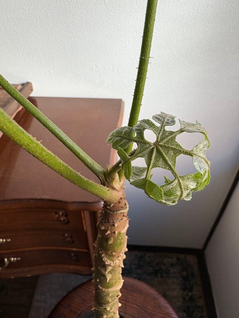 トラべシア　パルマータ　3.５号