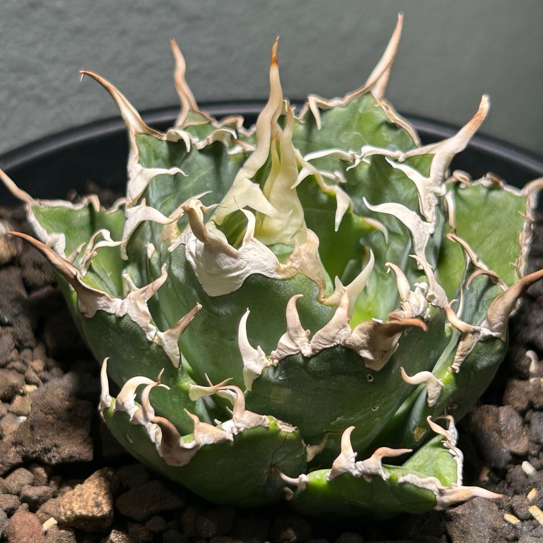 oaxaca oteroi seedingオアハカ白鋸歯 現地実生