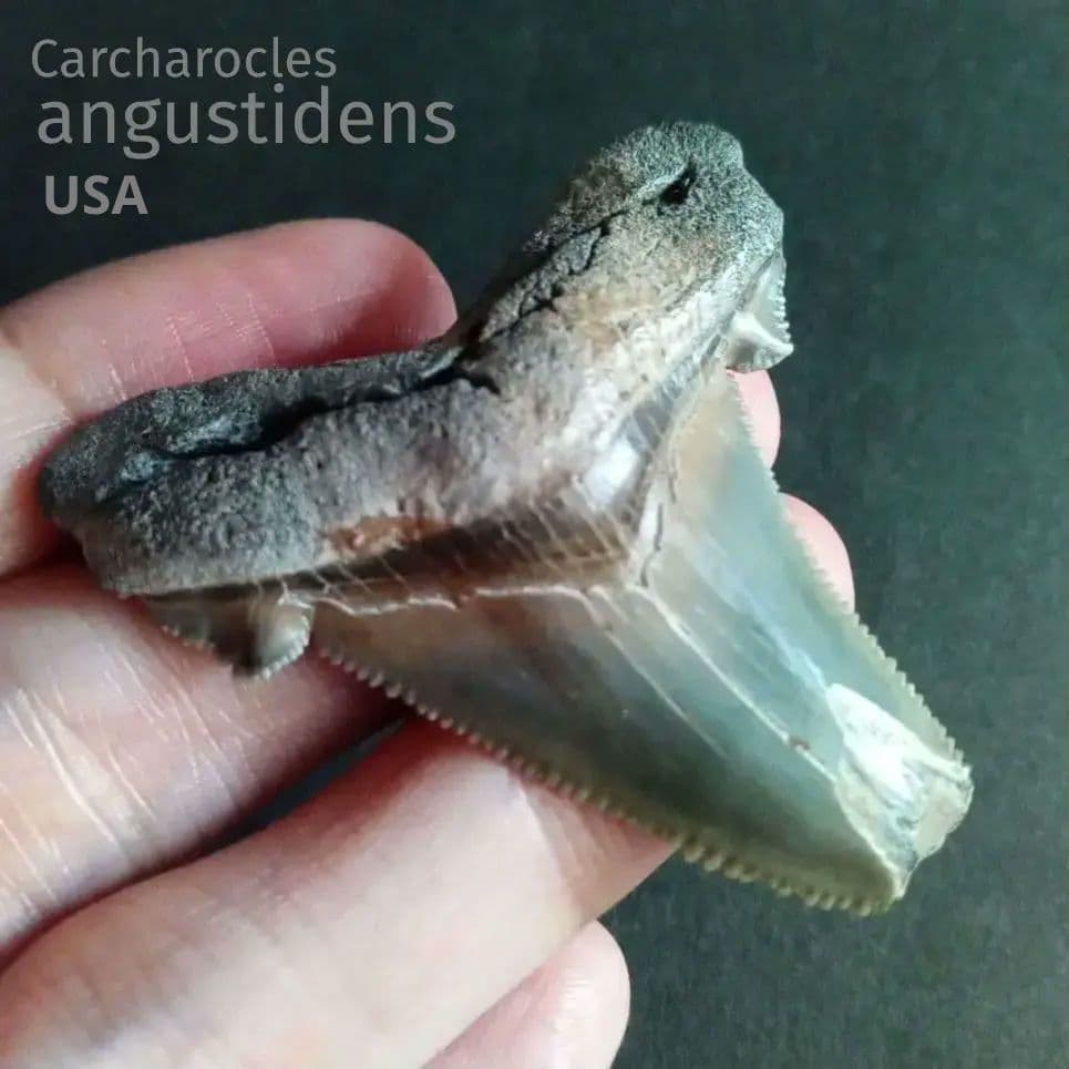 サメの歯化石　アングスティデンス　USA産　特大　希少種　極美麗