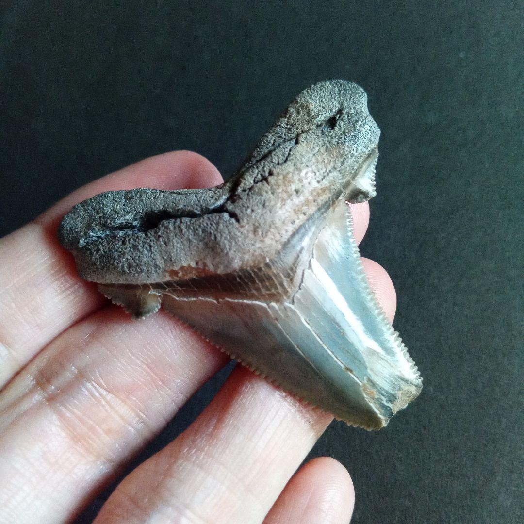 サメの歯化石　アングスティデンス　USA産　特大　希少種　極美麗