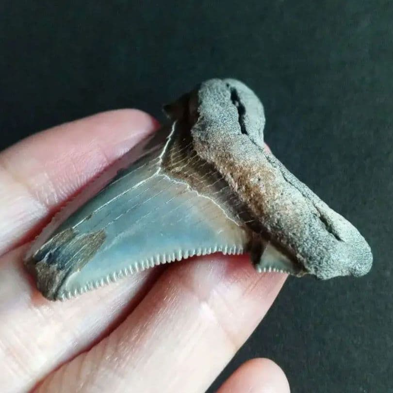 サメの歯化石　アングスティデンス　USA産　特大　希少種　極美麗