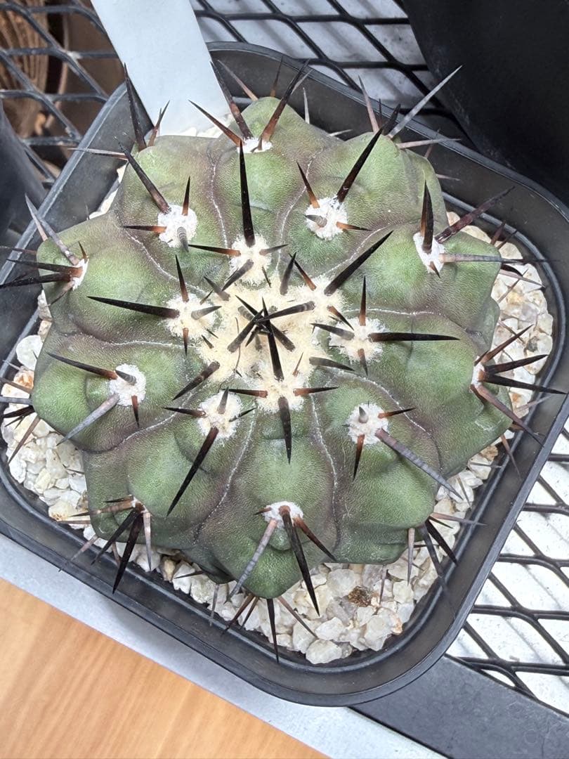 コピアポア黒王丸 良血統 実生