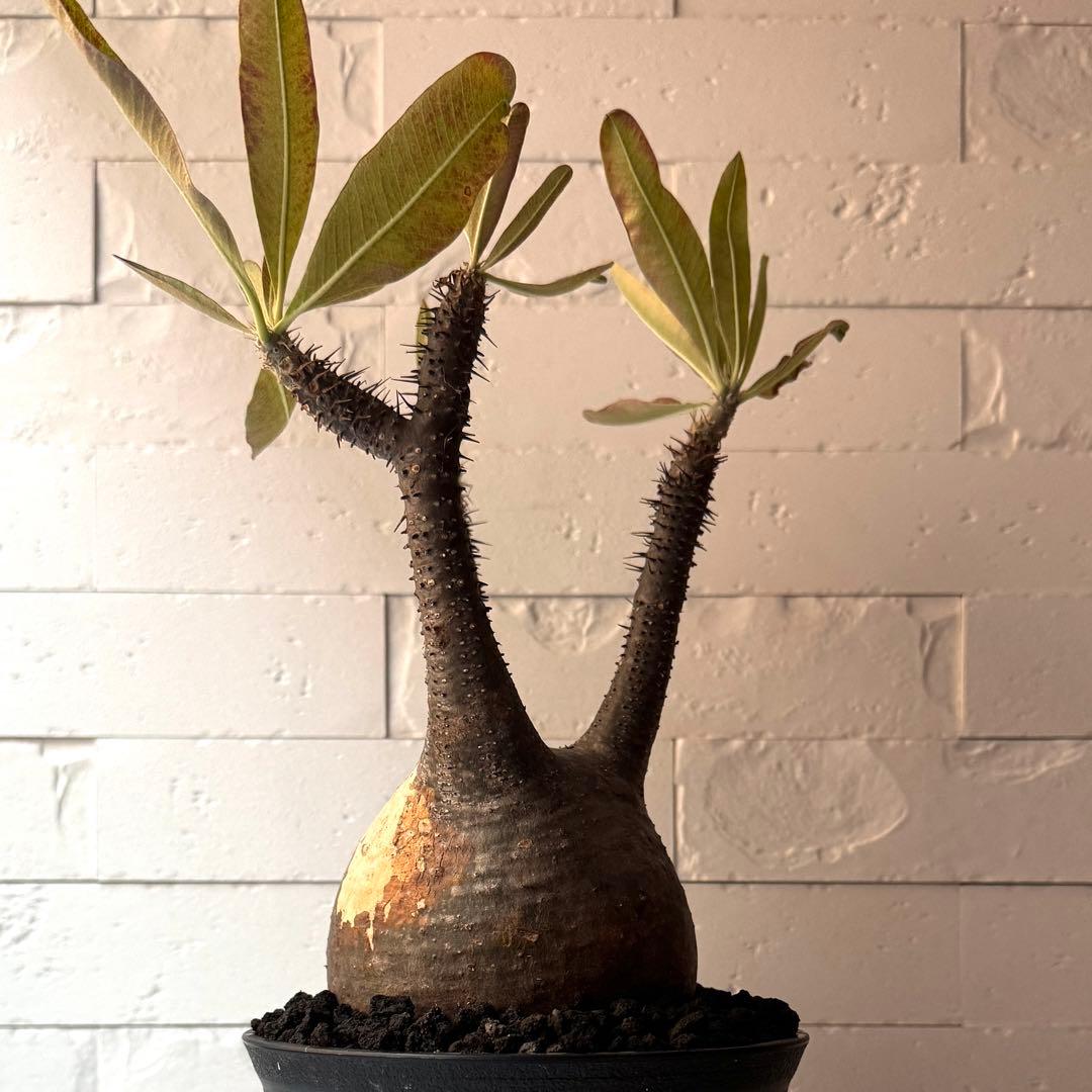 PG21 パキポディウム グラキリス 現地球 発根済