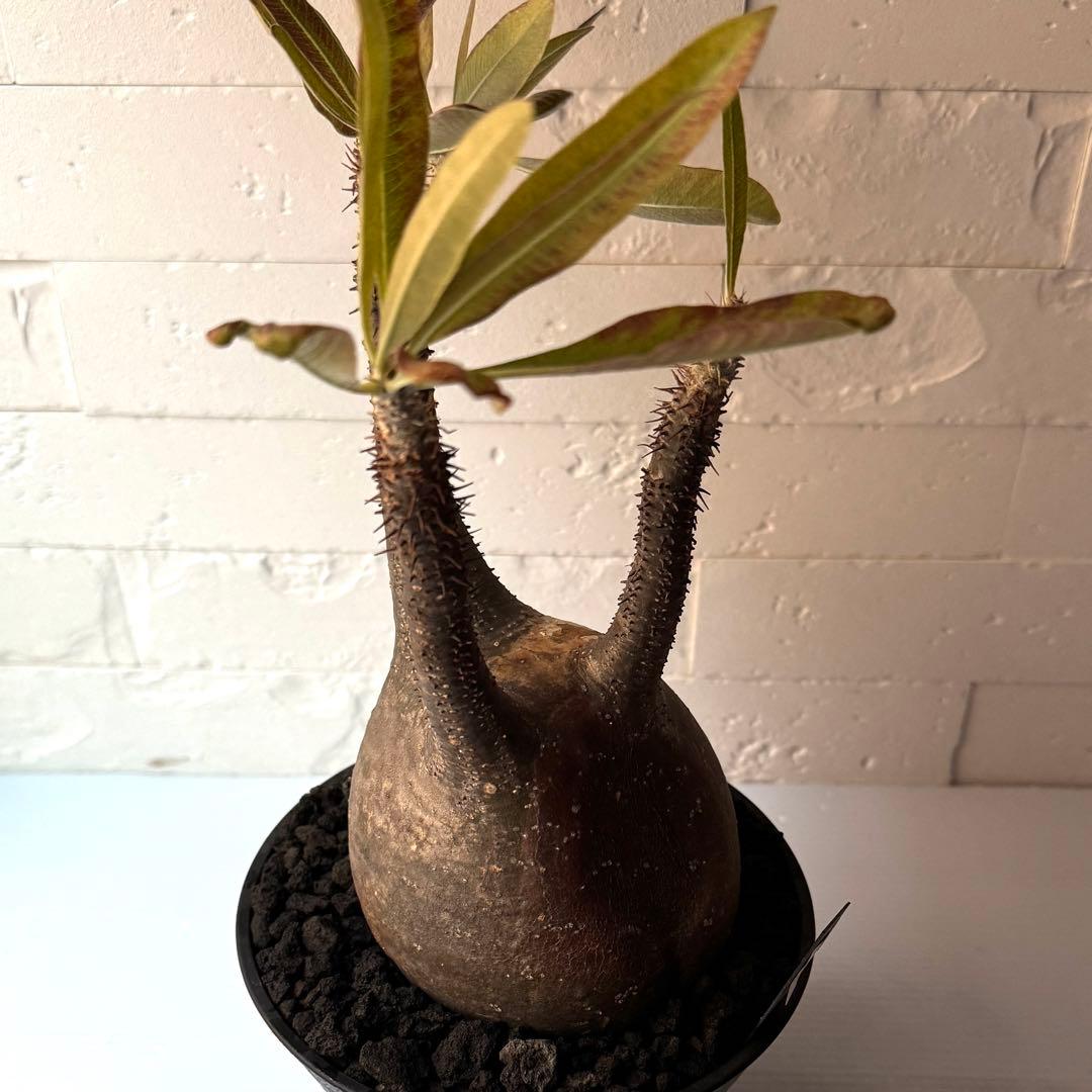 PG21 パキポディウム グラキリス 現地球 発根済