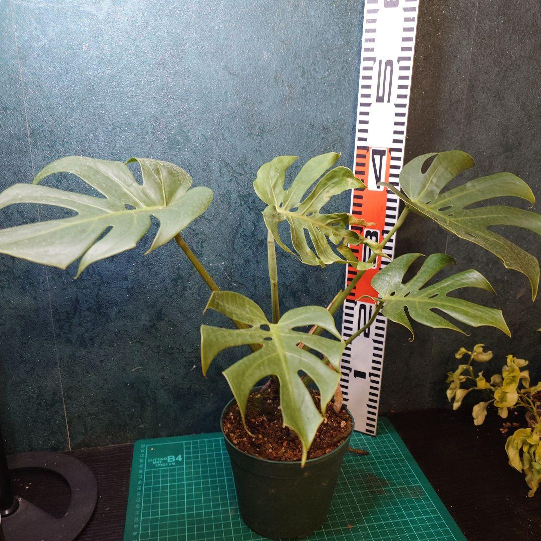 【美樹形】モンステラデリシオーサ　コンパクタ　本物ガチムチ穴あき　新葉割れ大