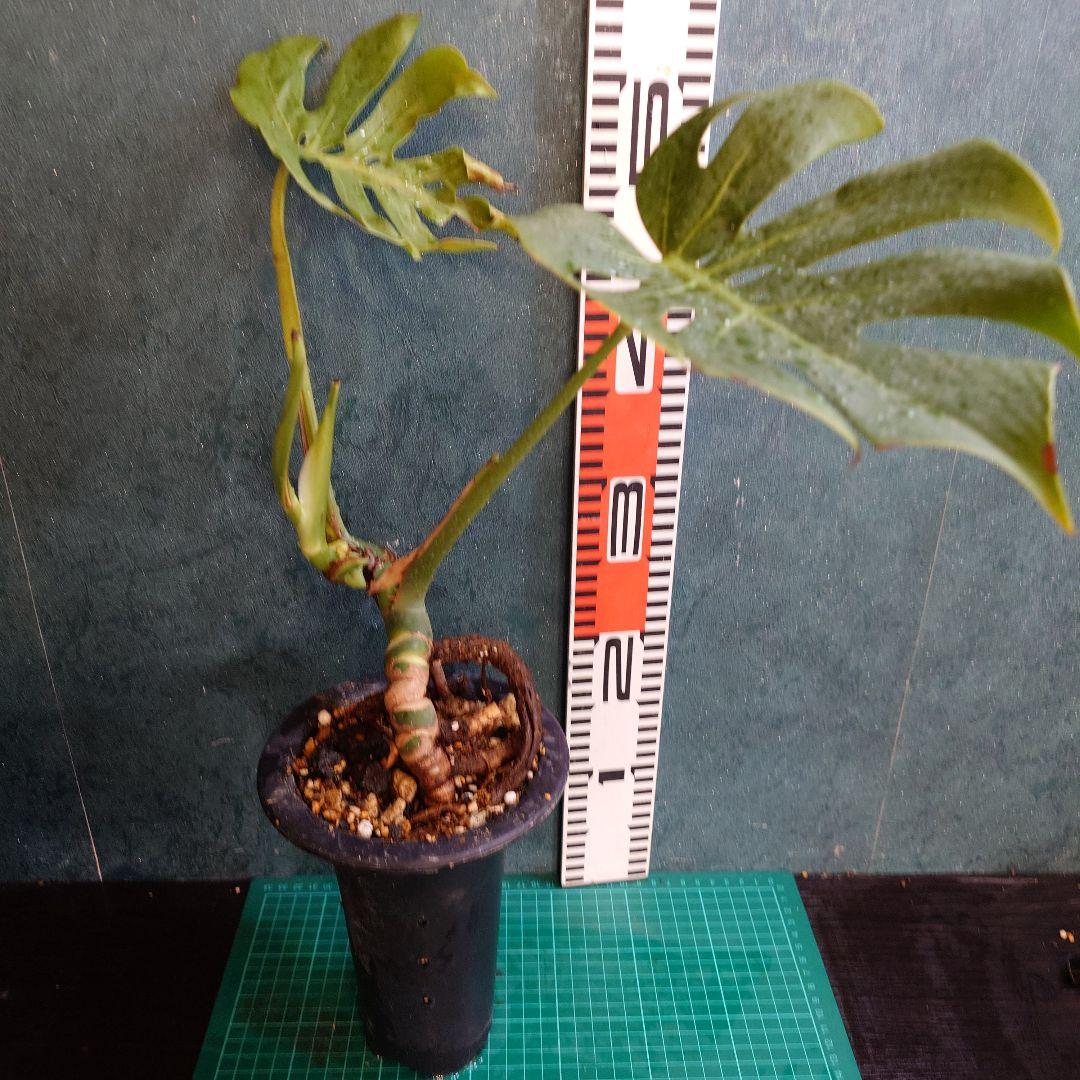 【美樹形】モンステラデリシオーサ　コンパクタ　本物ガチムチ穴あき　新葉割れ大