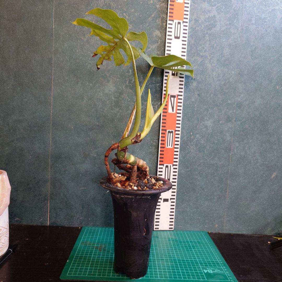 【美樹形】モンステラデリシオーサ　コンパクタ　本物ガチムチ穴あき　新葉割れ大