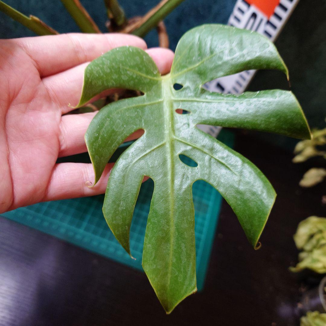 【美樹形】モンステラデリシオーサ　コンパクタ　本物ガチムチ穴あき　新葉割れ大