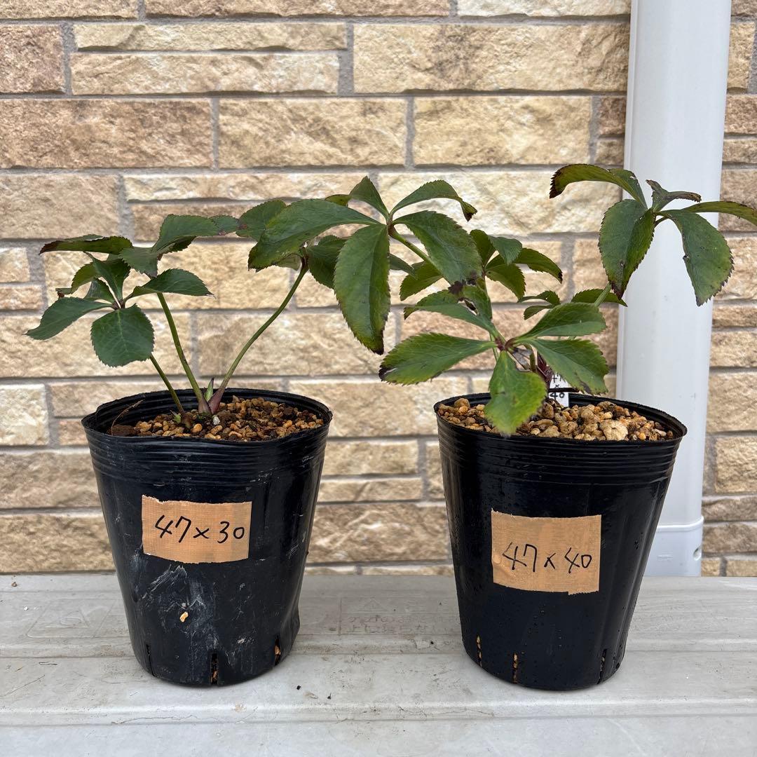 クリスマスローズ苗