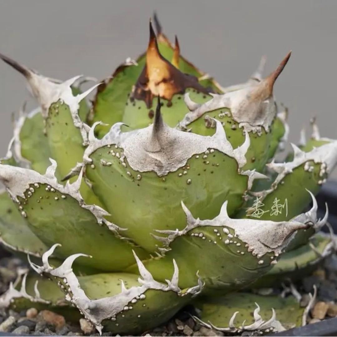 アガベ Mesmerizing Spines-NB ブツブツ 毒刺（親株）