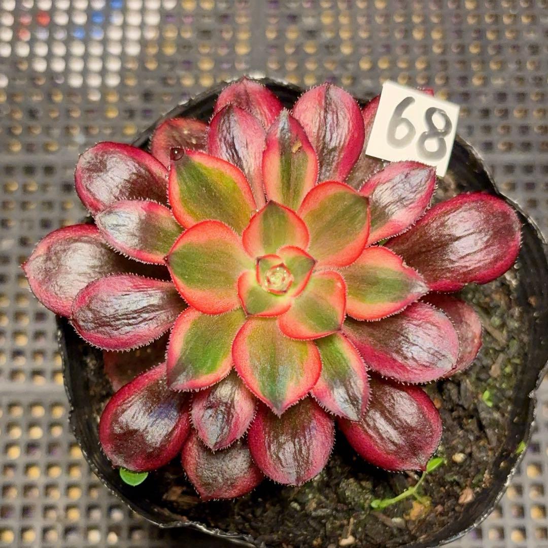 68 #多肉植物アエオニウム錦❤️リな錦❤️1大頭9cm拔き苗